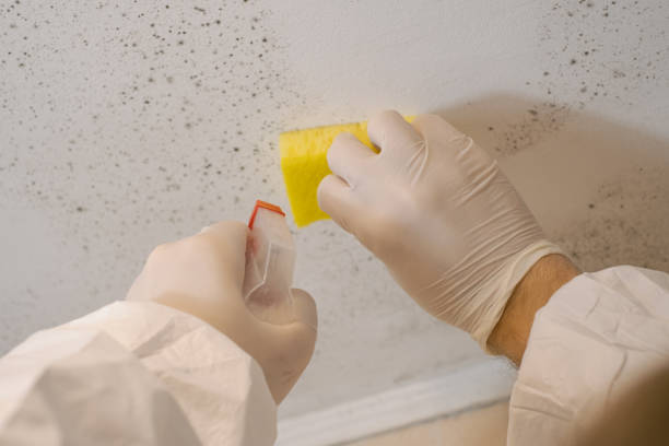 Professional Mold Removal in Walthourville, GA